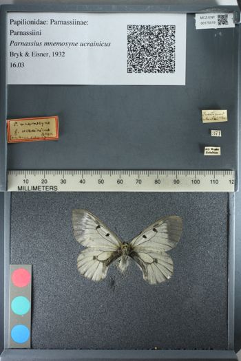 Media type: image;   Entomology 175519